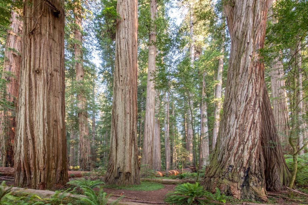 Redwood Inn Crescent City Dış mekan fotoğraf